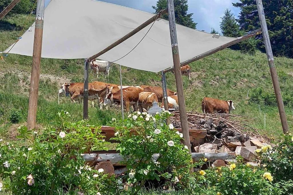 Tabia Di Francesca - Fienile Tra Le Montagne Silenziose Daire Candide Dış mekan fotoğraf